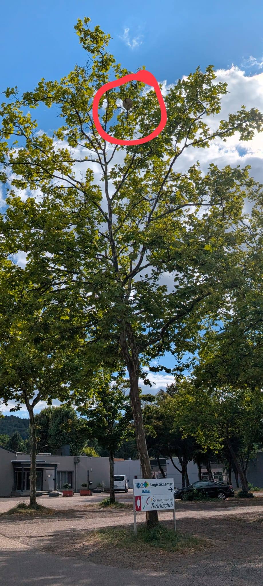 Nest%20der%20Asiatischen%20Hornisse%20im%20Baum